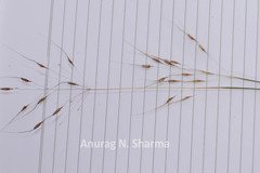 Chrysopogon fulvus
